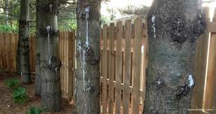 The first thing we suggest is that you apply a splash of olive oil directly on the stain and leave it to act for few minutes. How To Remove Tree Sap From Almost Anything Andrea Dekker