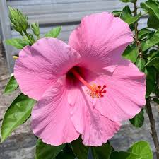 Check spelling or type a new query. Onlineplantcenter 3 Gal Seminole Pink Tropical Hibiscus Flowering Shrub With Large Single Pink Flowers H949g3 The Home Depot