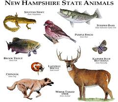 New Hampshire State Animals Poster Print Etsy Animals North American Animals Animal Posters