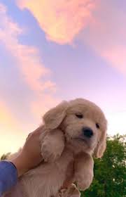 Pinterest Vivipaigee In 2020 Super Cute Puppies Cute Animal Photos Cute Funny Animals