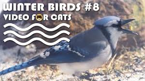 Birds For Cats To Watch Winter Pin On Entertainment Videos And Games For Cats