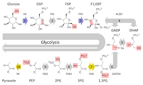 During aerobic cellular respiration, glucose reacts with oxygen, forming atp that can be used by the cell. Cellular Respiration Biology For Majors I