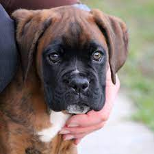 Bullmastiff Puppy Care Tips - Mastiff Master - Mastiffmaster.com