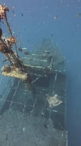 Image result for Oxyrhachis