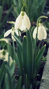 Pin On Flowers