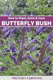 How To Plant Grow And Care Butterfly Bush Butterfly Bush Butterfly Bush Care Butterfly Plants