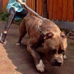 How much does a xxl pit bull cost? Xxl Pitbulls History Appearance And Temperament Ebknows