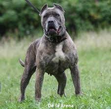 Il cane (canis lupus familiaris linnaeus, 1758) è un mammifero appartenente all'ordine carnivora, della famiglia dei canidi.con l'avvento dell'addomesticamento si è distinto dal lupo di cui è considerato una sottospecie (o, dalla maggior parte degli autori, una forma neotenica). 27 Presa Canario Ideas Presa Canario Dogs Dog Breeds