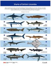 Many people consider the bull shark one of the most dangerous sharks in the world since this species has many attacks on humans registered, and according to the internation shark. Nothing To Worry About Here Just A Shark Nursery Off Vancouver S Coast Vancouver Is Awesome