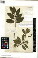 Image result for Aphloia theiformis