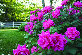 It comes into bloom around the end of may. Knock Out Roses Easy To Grow In New Hampshire Miracle Farms Landscaping Nh
