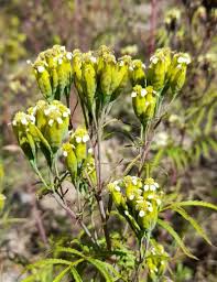Image result for Tagetes minuta