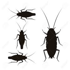 Set Of Vector Silhouettes Of Oriental And German Cockroaches Royalty Free Cliparts Vectors And Stock Illustration Image 104197491 I wouldn't mind to assist. set of vector silhouettes of oriental and german cockroaches