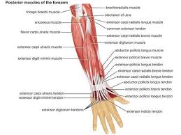 There are anterior muscles diagrams and posterior muscles diagrams. Human Muscle System Functions Diagram Facts Britannica