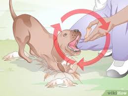 Like humans, dogs feel uneasy when they unexpectedly hear a loud sound, and having background noise helps. 3 Ways To Teach A Dog To Dig Wikihow Pet