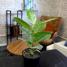 Image result for Ficus conraui
