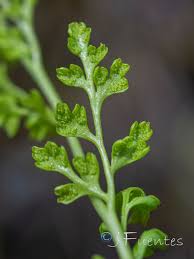 Image result for Anogramma leptophylla