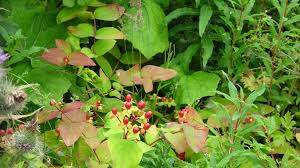 Image result for Diclis ovata