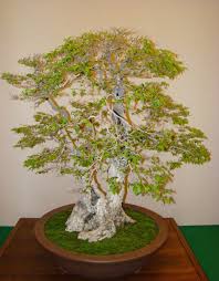 The larger and deeper the pot the less problems with drainage and aeration so you can get away with using lesser quality mix in larger pots. Huntington S Bonsai Show Cacti The Ethnobotanical Garden Shroomery Message Board