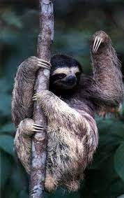 Community Post 31 Sloths Just Hanging Out Sloth Cute Baby Sloths Smiling Sloth