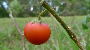 Image result for Solanum capsicoides