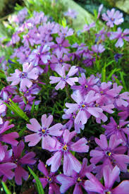 We did not find results for: How To Grow And Care For Creeping Phlox Gardener S Path
