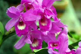 One of costa rica's most beautiful national parks, manuel antonio national park is a mix of rainforest and beaches. Beautiful Flowers In Costa Rica Photo Gallery Go Visit Costa Rica