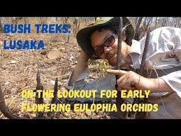 Image result for Eulophia seleensis