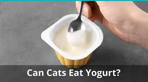 Sometimes human foods can cause serious at 12 grams of protein per seven ounces, many people eat yogurt as a way to help manage hunger throughout the day, as protein is tied to appetite regulation. Can Cats Eat Yogurt Is It Safe And Good Or Bad For Them