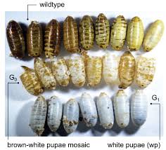 brown and white mutant melon fly pupae - Entomology Today