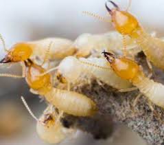 Pest control service providers exterminate and control the presence of unwanted creatures, such as insects, rodents, or other small animals. How Termites In Texas Are A Big Problem And What To Do Safe Pro Pest