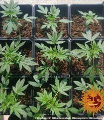 Gorilla glue is an american brand of polyurethane adhesives. Glue Gelato Auto Cannabis Seeds Glue Gelato Auto By Barney S Farm Lamota Growshop
