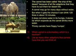 Camel is a unique and fascinating beast. Deserts 2 What Are Deserts Like What Types Of Plants Live In Deserts Ppt Download