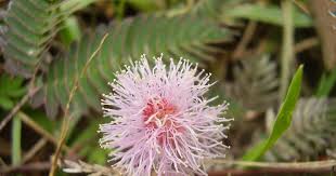Image result for Fabaceae subfamily Mimosoideae
