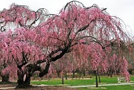 Artificial lighted weeping willow tree led lights are a versatile ornamental tree, and can be customizable to satisfy your desire for your particular space. Planting A Weeping Cherry Tree Landscaping Ideas With Trees Shrubs