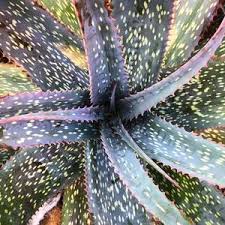 Image result for Aloe bukobana