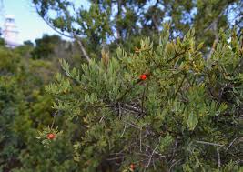 Image result for Osyris