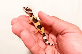 How To Take Care Of A Baby Leopard Gecko