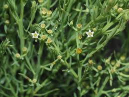 Image result for Thesium vahrmeijeri