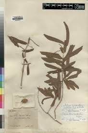 Image result for Combretum holstii