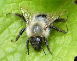 Image result for Bombus pascuorum gotlandicus