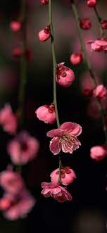Flowers wallpapers hd sort wallpapers by: Pin By Chetna Kumpavat On Flower Wallpaper Wallpaper Nature Flowers Hd Flower Wallpaper Flower Phone Wallpaper