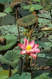 Bunga teratai memiliki warna yang beraneka rupa sesuai jenisnya. Bahasa Inggrisnya Bunga