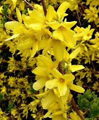 Forsythia Yellow Plants Flowering Trees Yellow Flowers