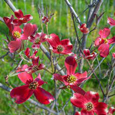 Check spelling or type a new query. Raging Red Dogwood Tree Buy Flowering Trees Spring Hill Nurseries