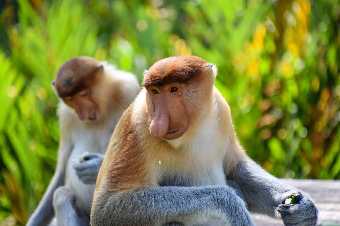 The proboscis monkey of Borneo - Miry Giramondo