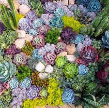 How To Plant Yourself A Coral Reef Garden Succulent Landscaping Succulents Succulents Garden