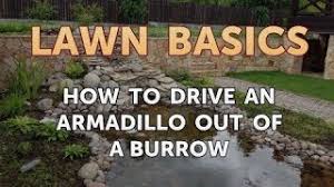 Thus, simply ignoring this problem can be very costly. How To Drive An Armadillo Out Of A Burrow Youtube