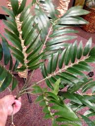Check spelling or type a new query. How To Make A Fake Palm Tree
