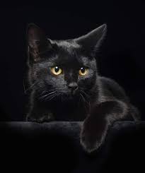 SI TENER UN GATO NEGRO QUIERE DECIR QUE SOMOS BRUJAS.... EN AULLA SOMOS BRUJISIMAS Gatos negros .. lo absurdo de una superstición 🦉.. El primer dato documentado 📜 en el que se
